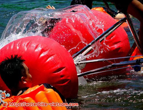 Bò Cạp Vàng – 20.04.2024